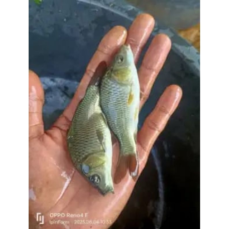 Bibit ikan mas konsumsi uk 2 jari