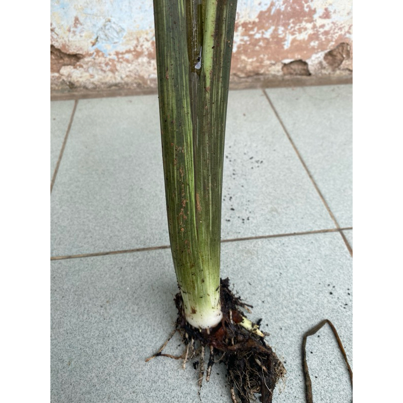 bibit talas sayur hitam premium