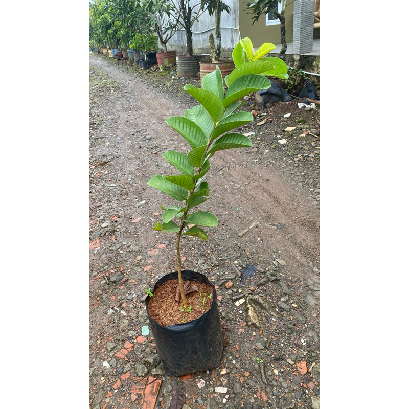

BIBIT JAMBU KRISTAL RED DIAMOND (T 50-70cm)
