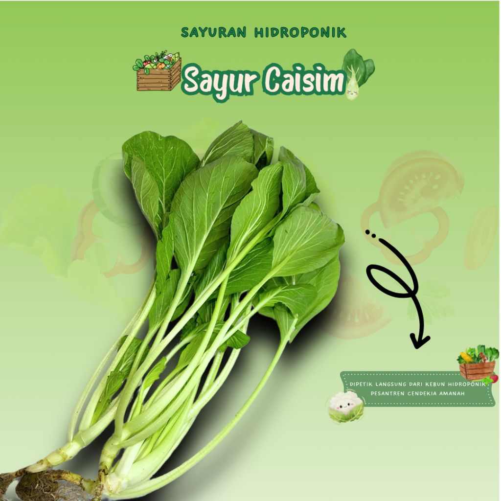 

Sayur Caisim/Sayuran Hidroponik Fresh/200gr/PCA/Pengiriman Instant/Dipetik Langsung