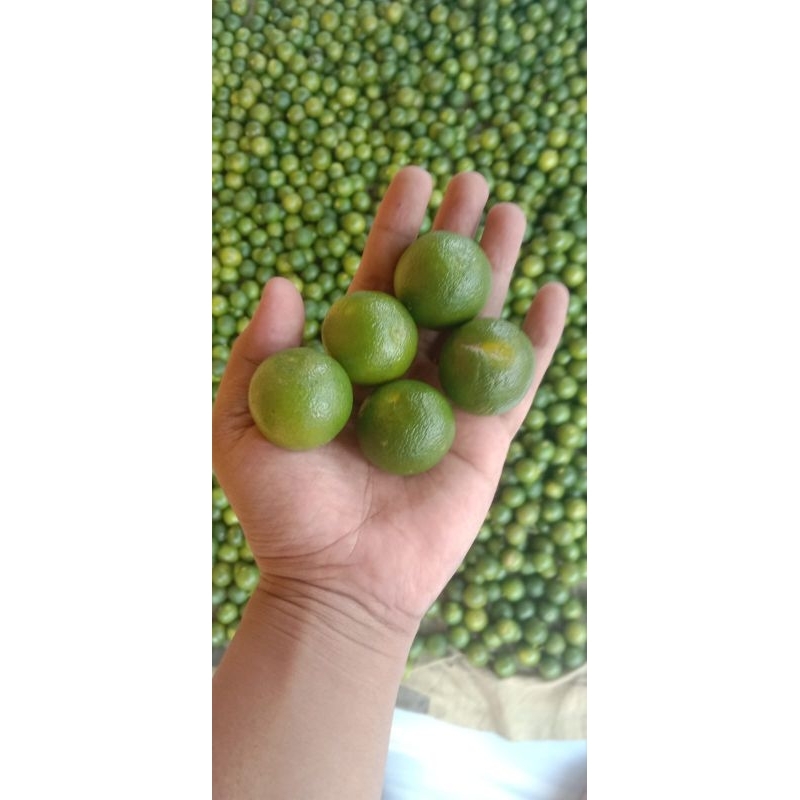 

10 KG JERUK SONKIT / JERUK KASTURI / JERUK KUNCI