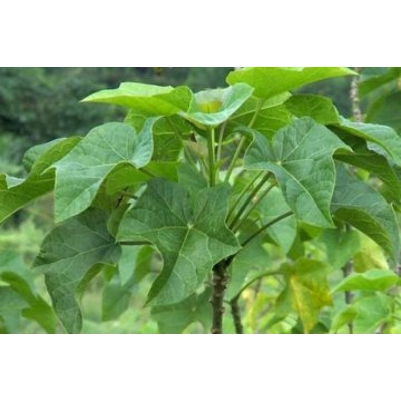 

daun jarak perlembar