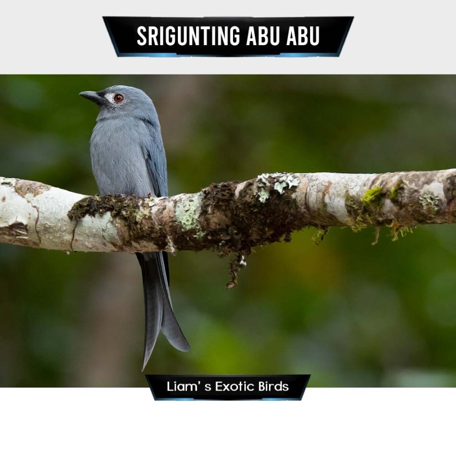 Srigunting Abu Bahan Rawatan Bunyi Sumatera Mata Merah