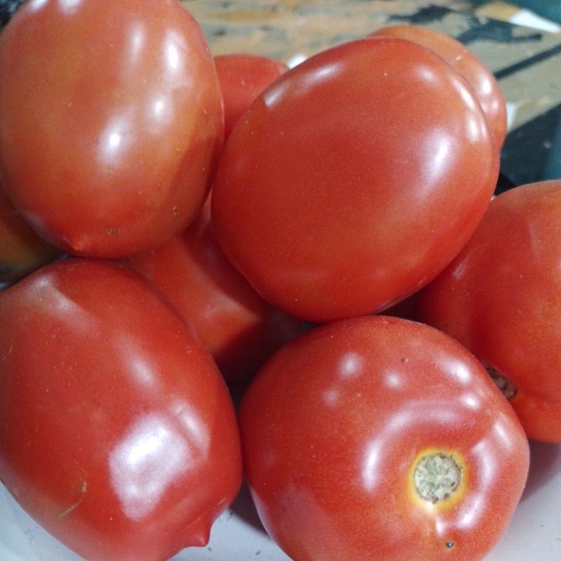 

Tomat Merah Pilihan Fresh 1KG