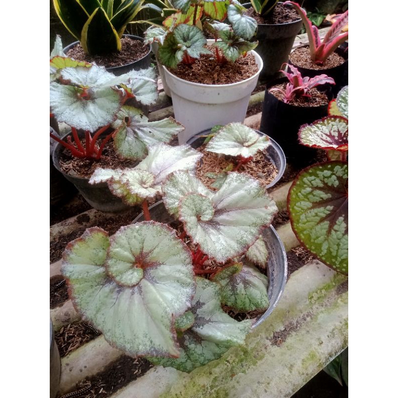 begonia keong
