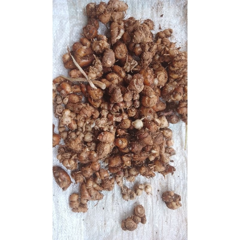

Kencur Segar 1 kg