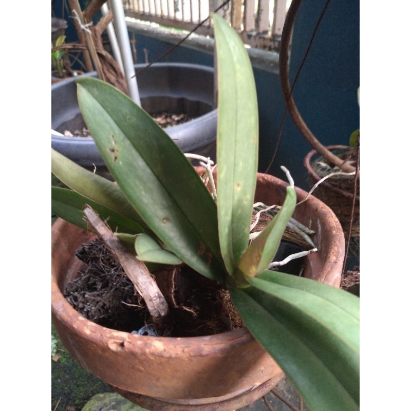 Anggrek doritis pulcherima dewasa