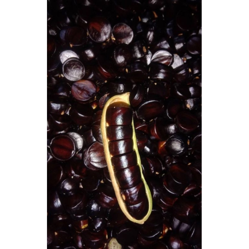 1kg kabau kulit/jolang jaling kulitas super