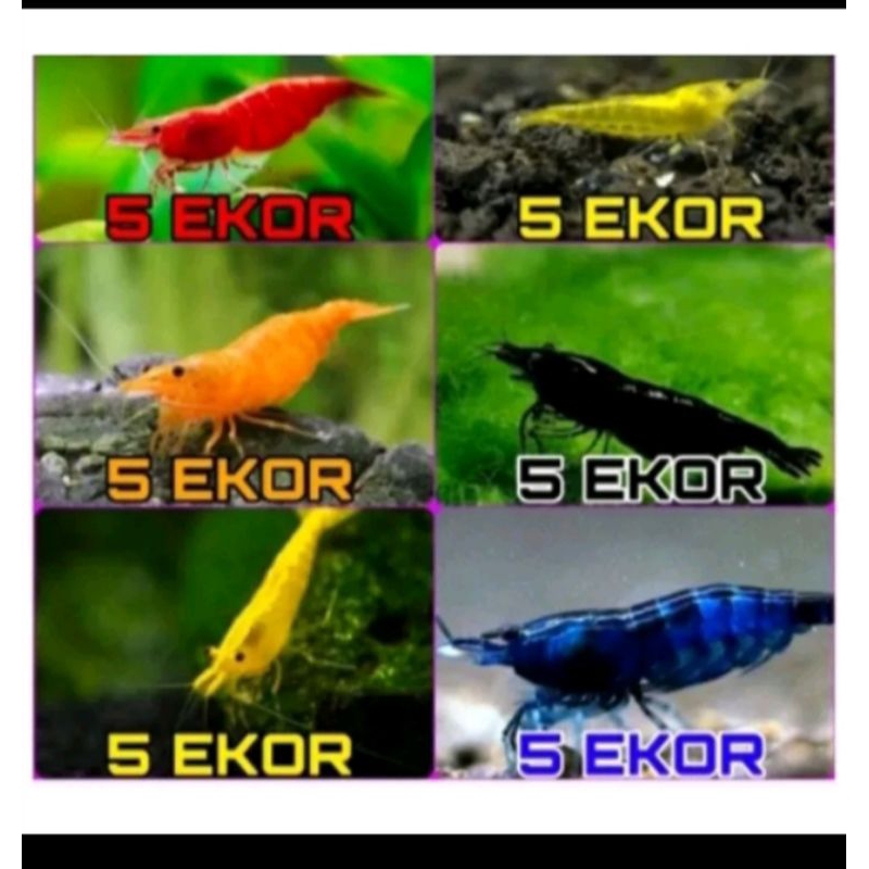 udang hias Aquascape paket 30ekor