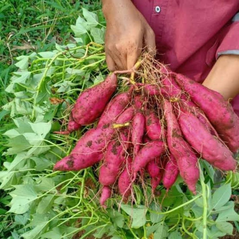 50 stek bibit ubi ungu, bibit ubi ungu, bibit cilembu ungu.
