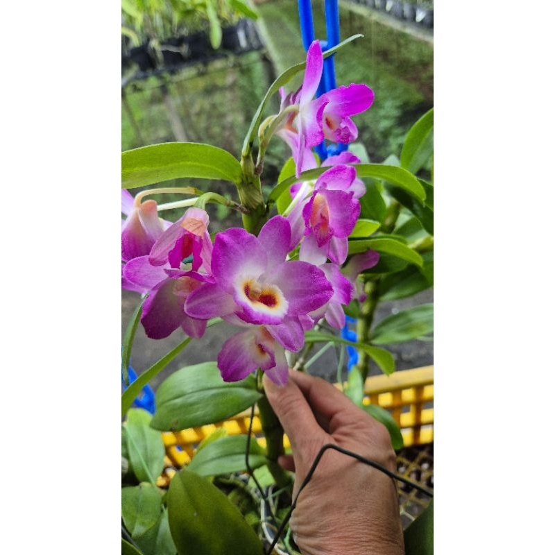 AnggrekDendroNobile pink