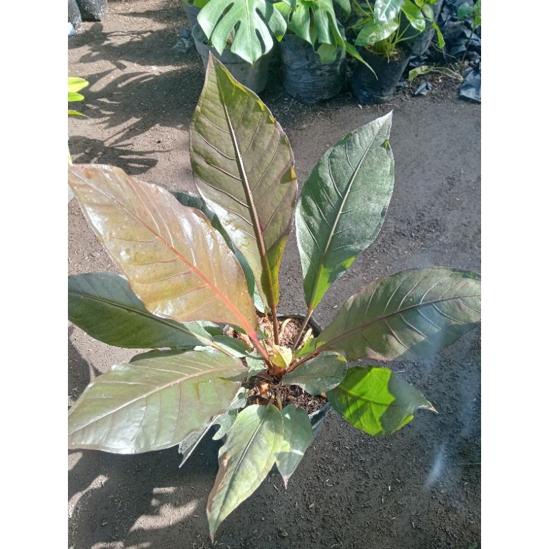 Anturium hokery black dewasa