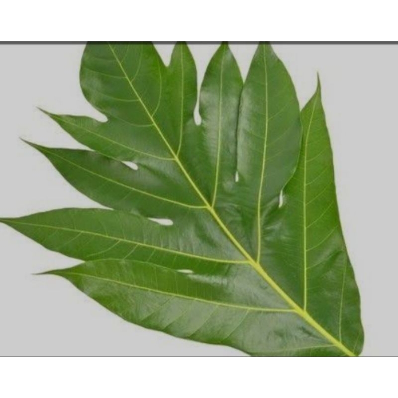 

Daun sukun murah segar 1kg