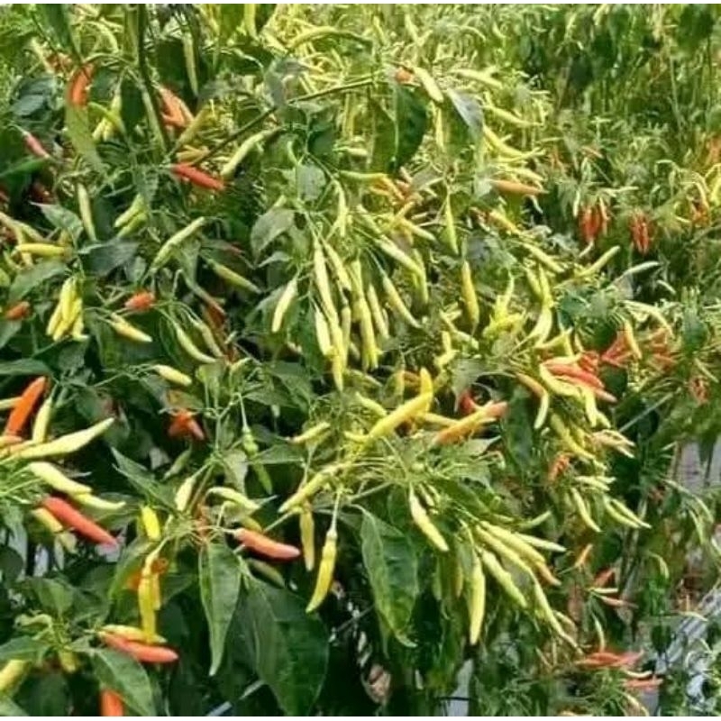benih cabe jarum super beli 3 bonus 1