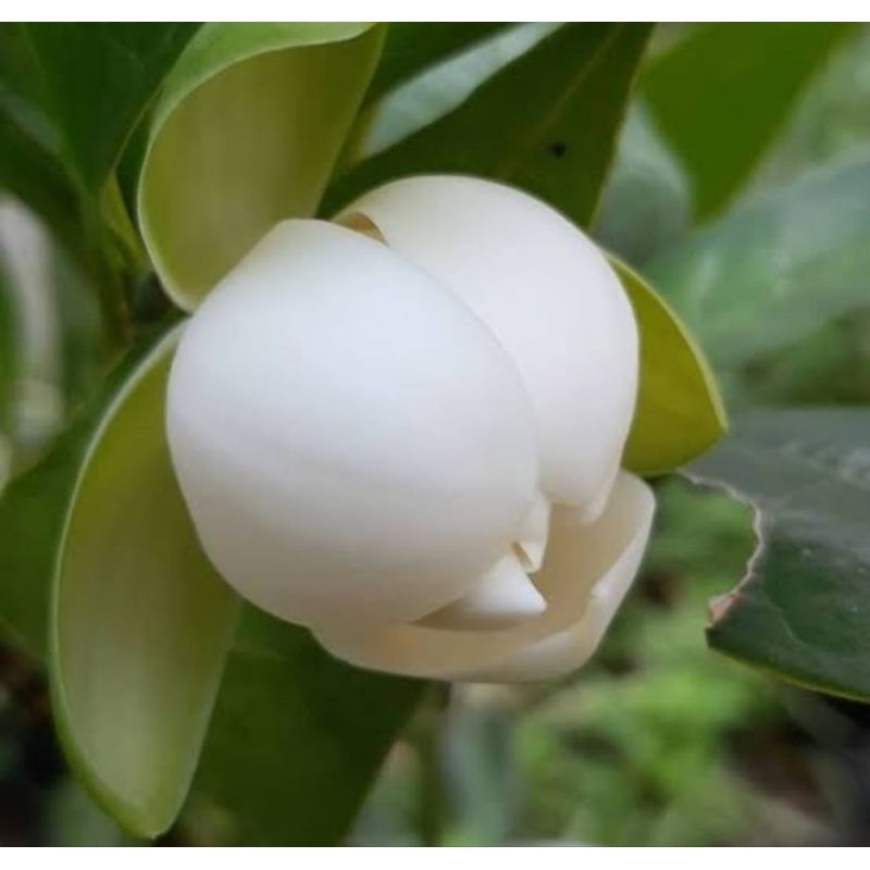 Tanaman Bunga Cempaka Telur