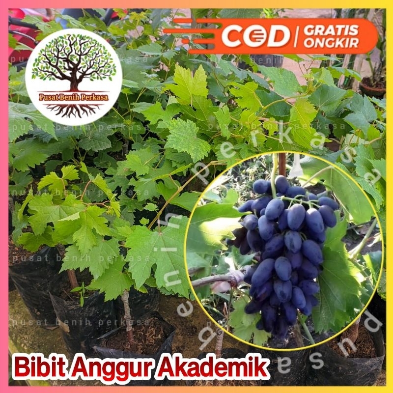 Bibit Anggur Import Akademik / Bibit Anggur Akademik Valid Asli 100%