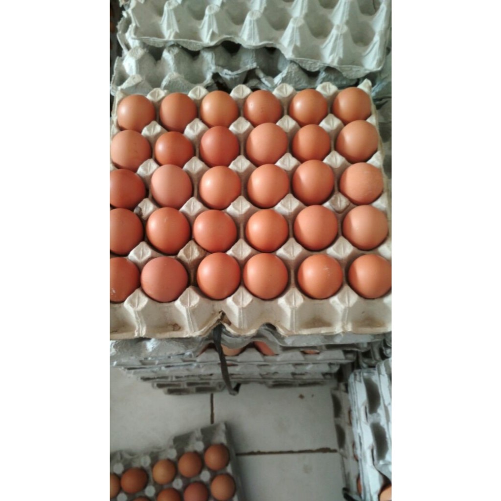 

Telur Ayam Negeri 1 kg