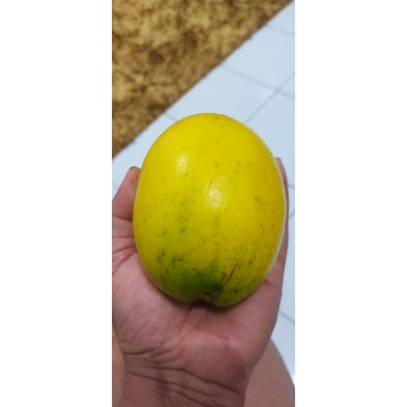 bibit pohon sawo abiu jumbo / bibit sawo Australia jumbo