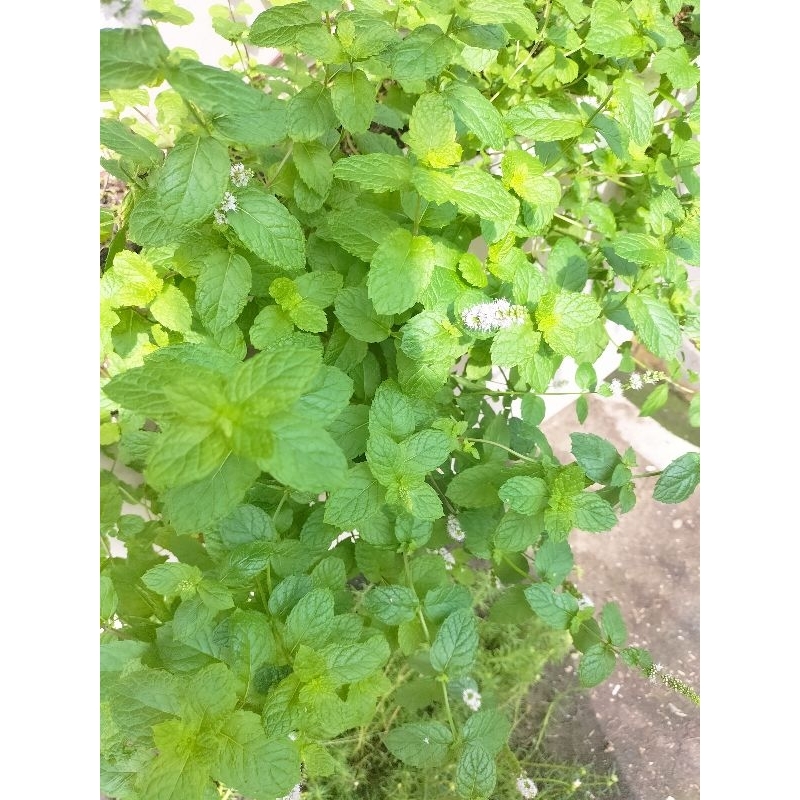 

daun mint segar organik