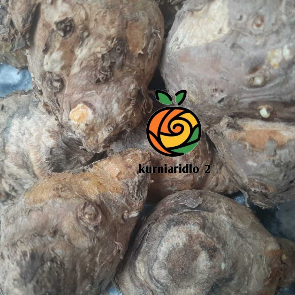 

Temulawak Organik Segar Murah Berkhasiat 500gr