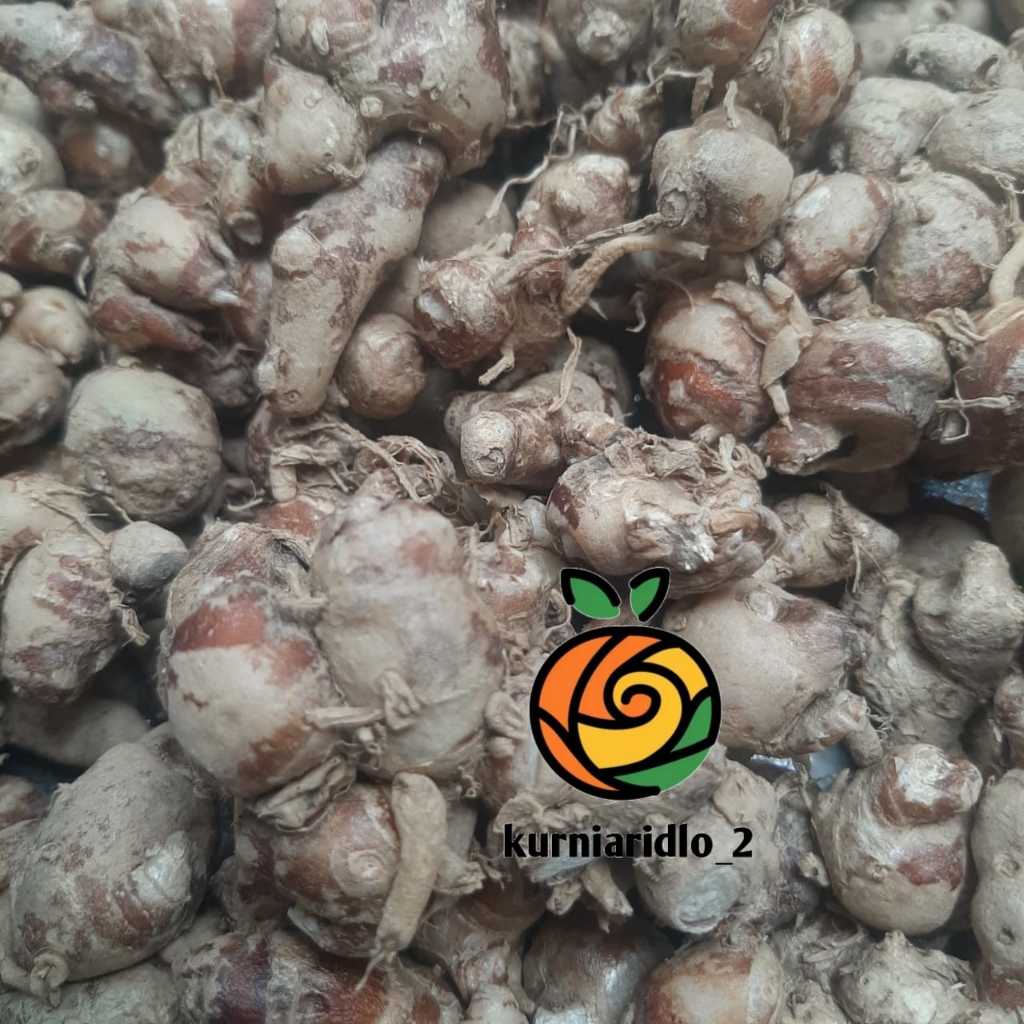 

Kencur / Cikur Segar 1kg Murah dan Berkhasiat Fresh Premium Khasiat