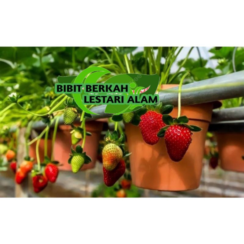 Bibit Strawberry Jumbo Manis cepat berbuah