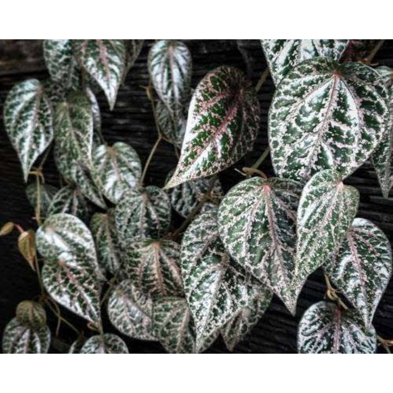 

daun sirih/suruh merah isi 25