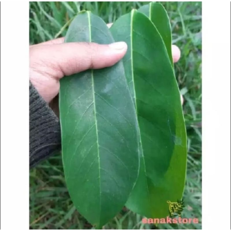 

DAUN SIRSAK SEGAR FRESS 250 GR