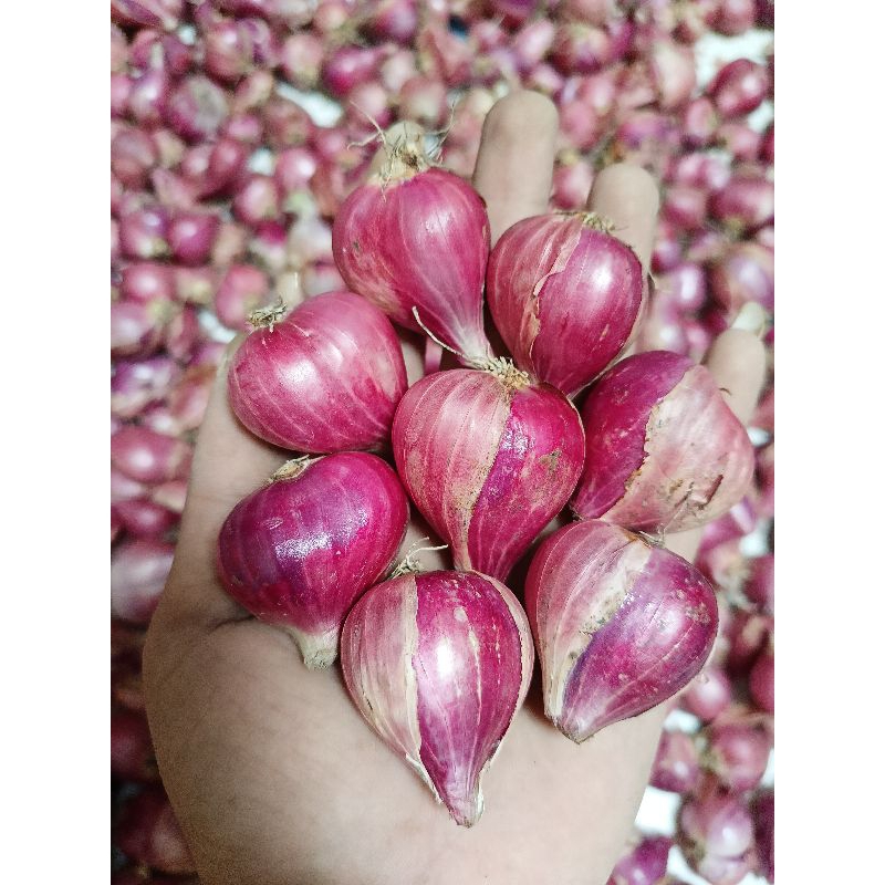 

Bawang merah super besar 1 kg/bumbu masak|bawang merah besar murah