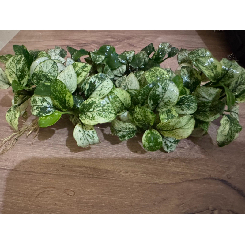 Anubias Pinto Indukan (Bisa Request brp rzm)