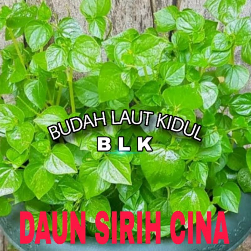 

Daun sirih cina | daun sirih cina fresh | 1 pcs = 300 gram
