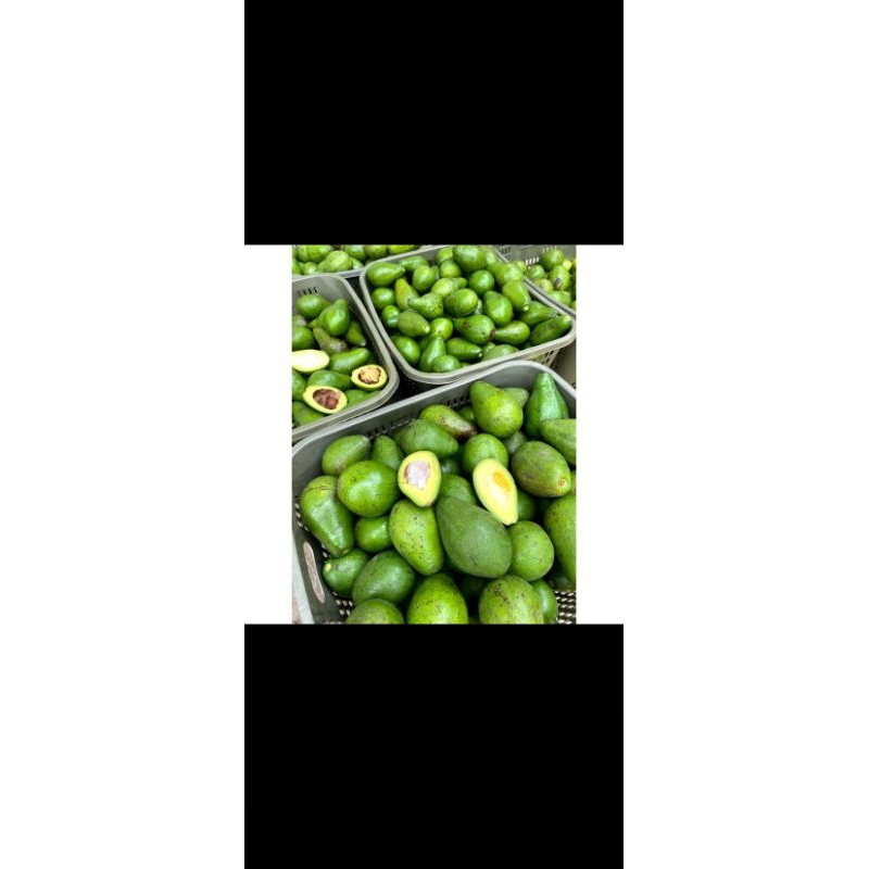 

alpukat mentega super isi 5 6