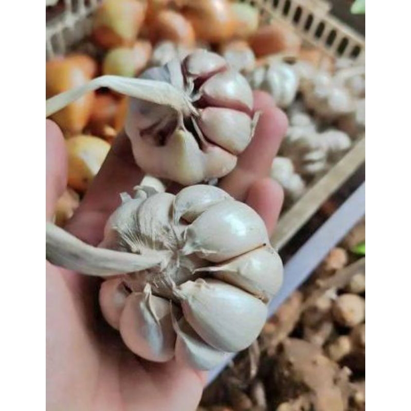

Bawang putih sinco Brebes 1kg premium Quality