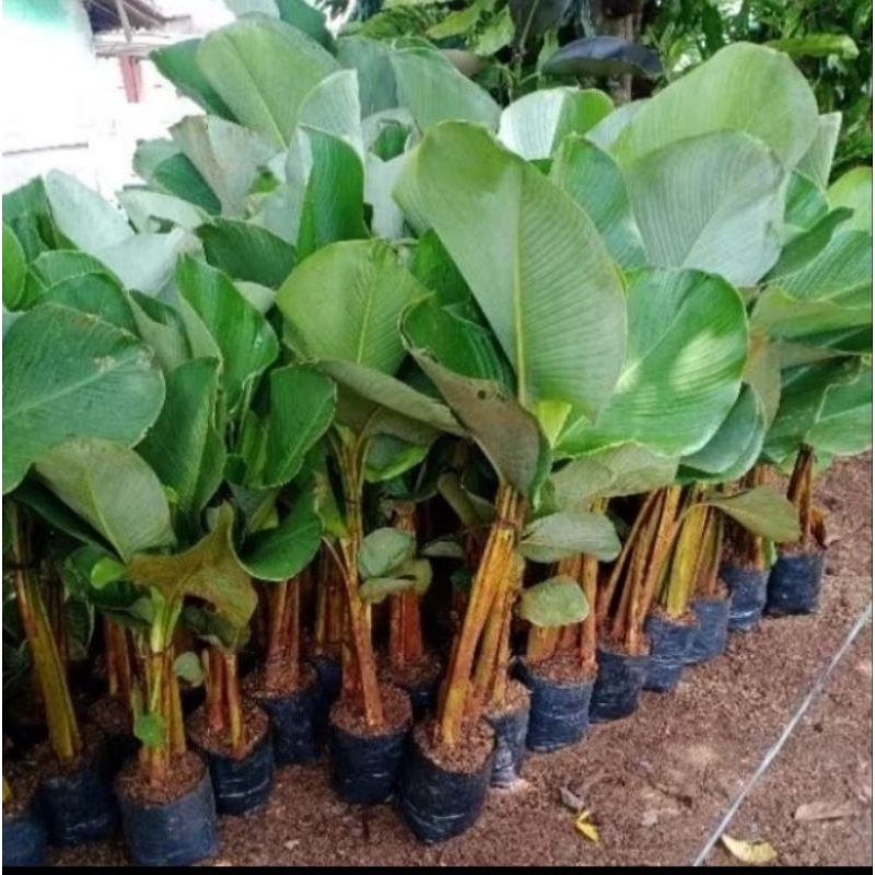 Tanaman Hias Calathea Lutea - Pisang Kalatea Tinggi 50-80cm