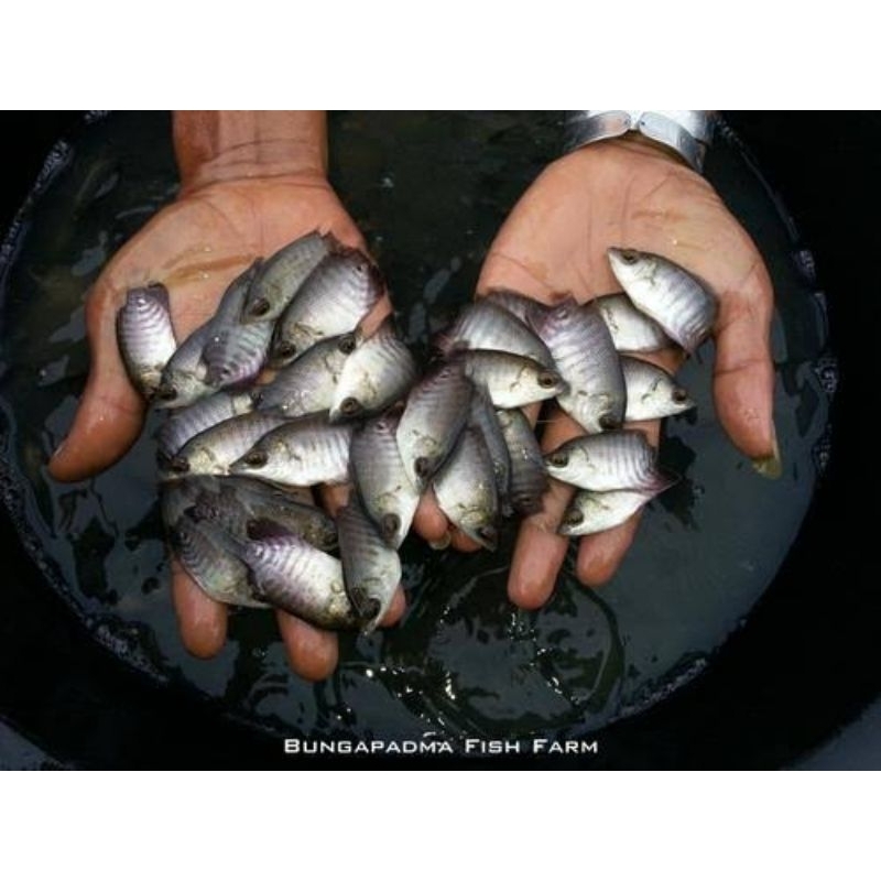 Bibit ikan gurame soang uk silet