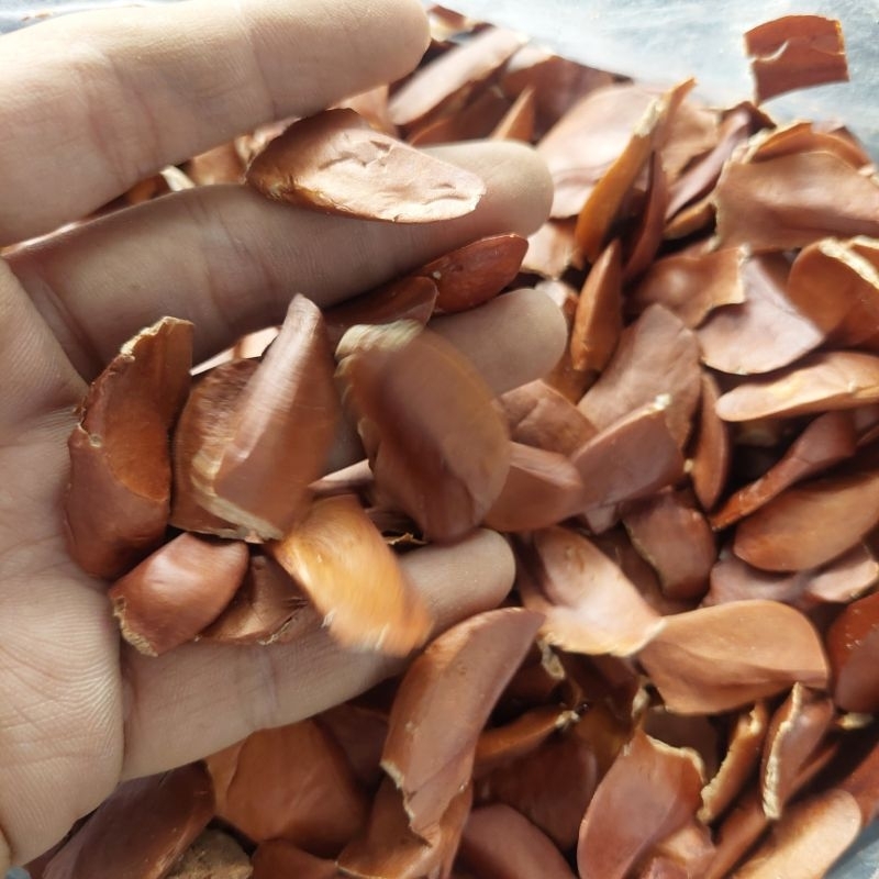 

Biji Mahoni Kering 100gr