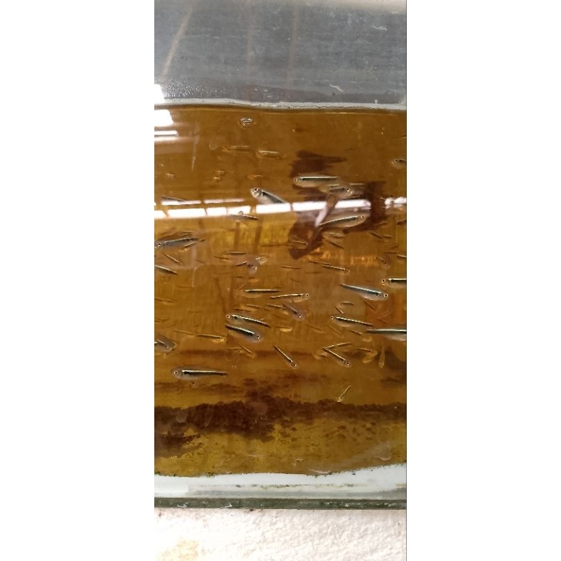 hiasan aquarium Tetra black neon paketan 10e