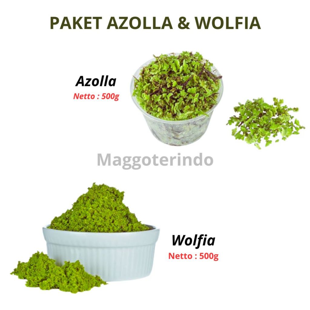 Paket Hemat 1kg Bibit Azolla & Wolffia Pakan Ikan Alami Alternatif - Khusus Pulau Jawa