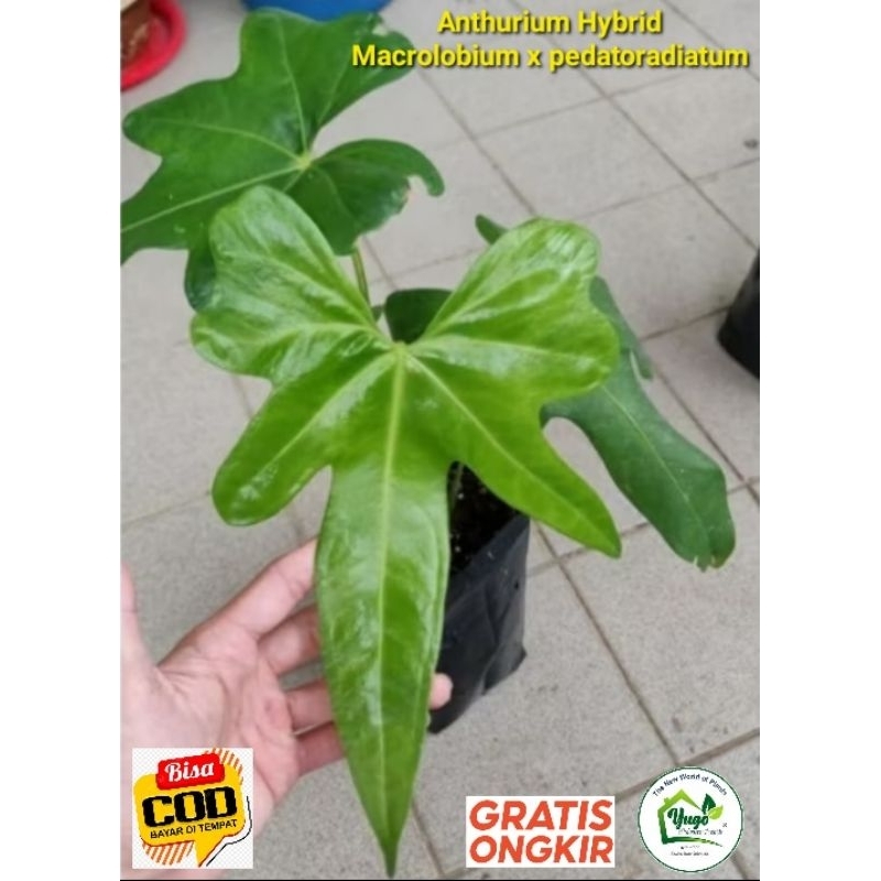 Anthurium Macrolobium x Pedatoradiatum anthurium hybrid