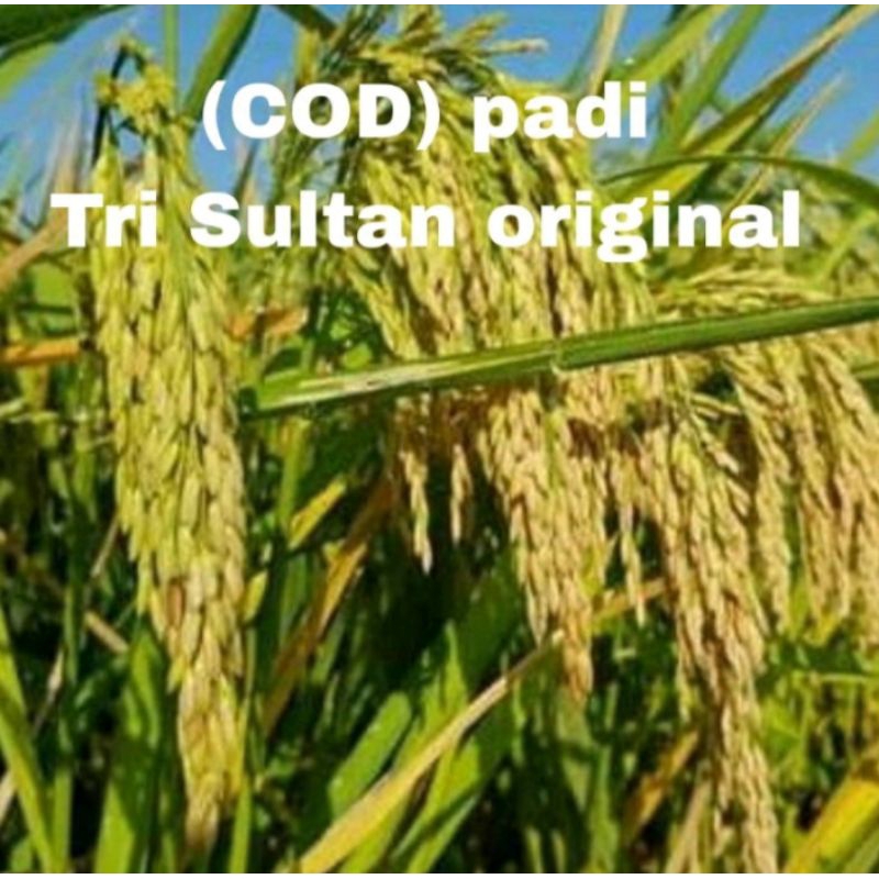BENIH PADI TRI SULTAN ORIGINAL KEMASAN 5KG