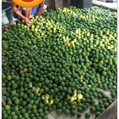 

Jeruk nipis 1 kg fresh baru petik dari kebun petani ( Citrus aurantifolia )