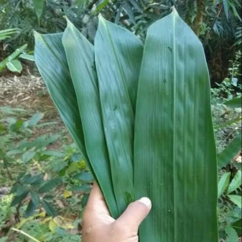 

[ KEBUN SENDIRI ] daun BAMBU FRESS 50lembar siap COD