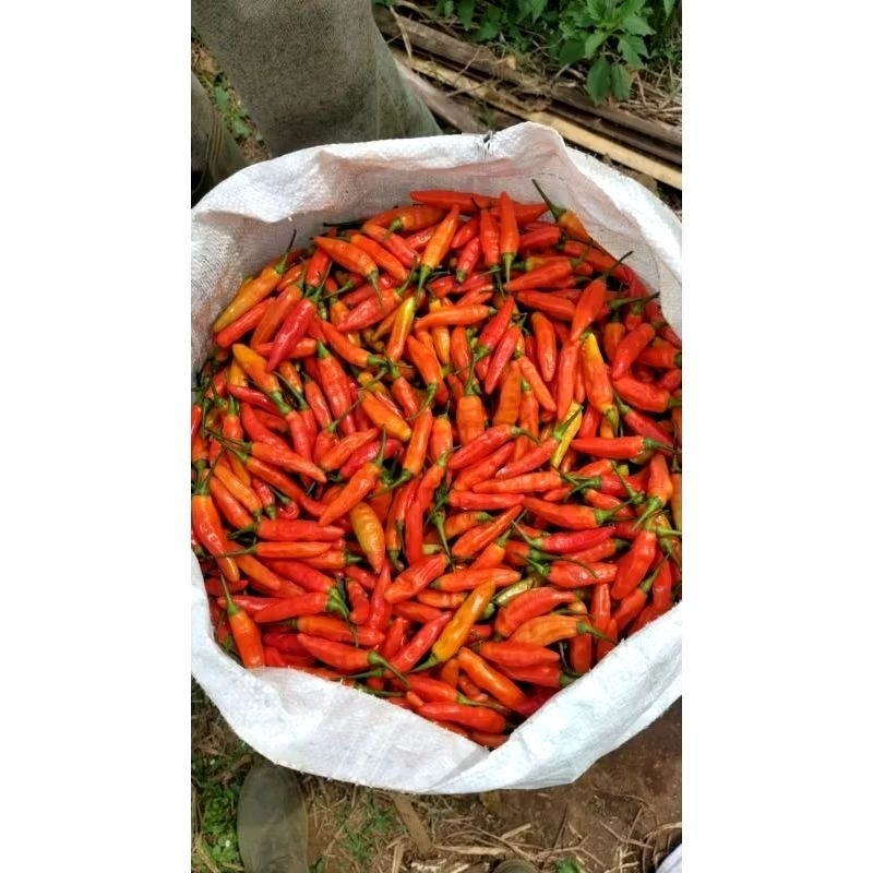 

Cabe Rawit Merah Fresh Ori Varian 1kg/2kg/3kg Rawit Pedas