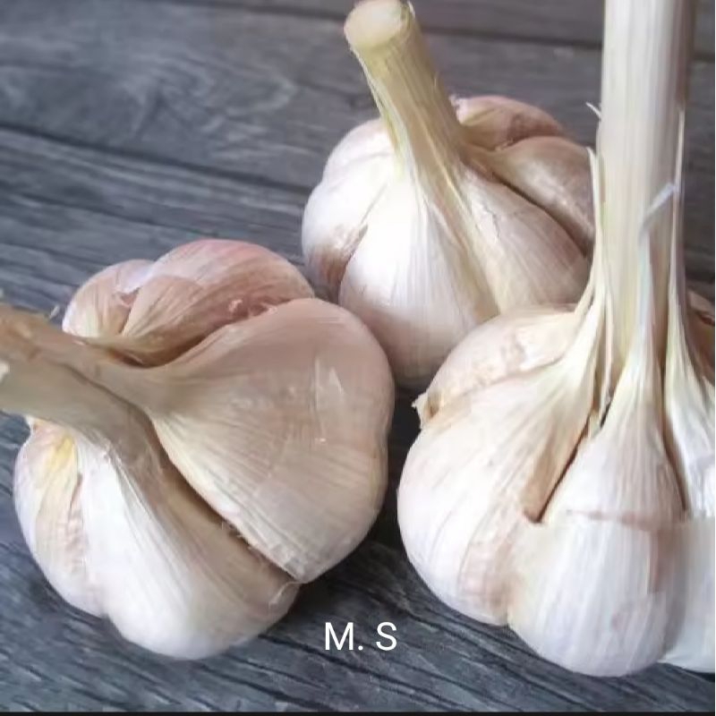 

Bawang kating 1kg