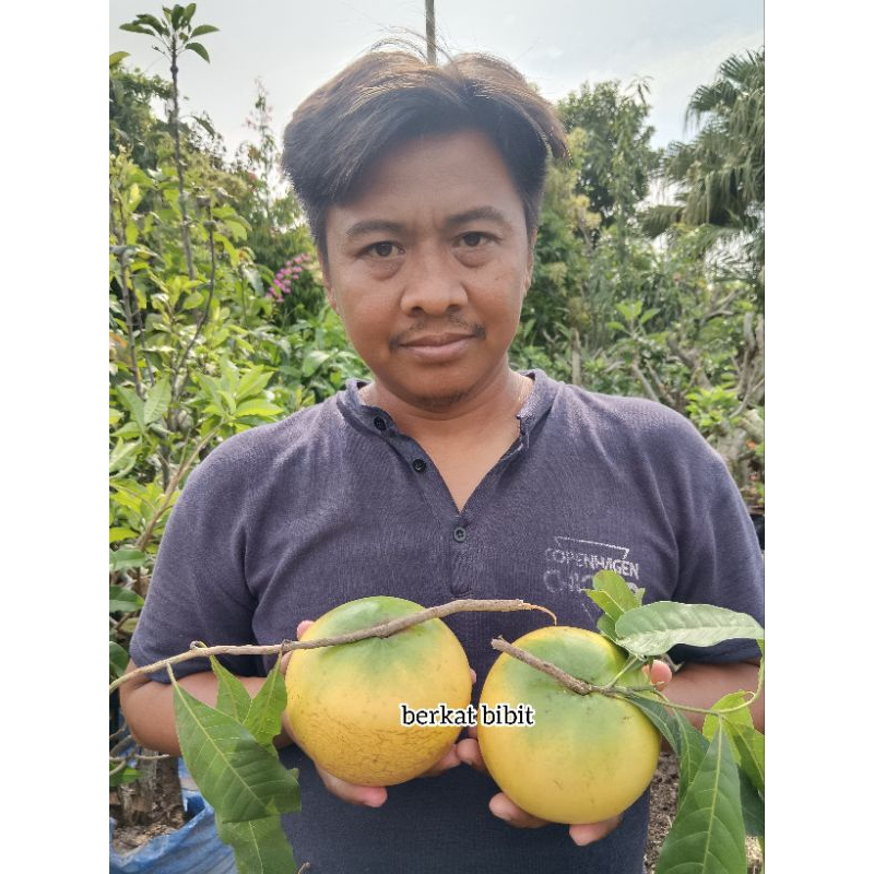Tanaman Abiu Jumbo Taiwan berbunga