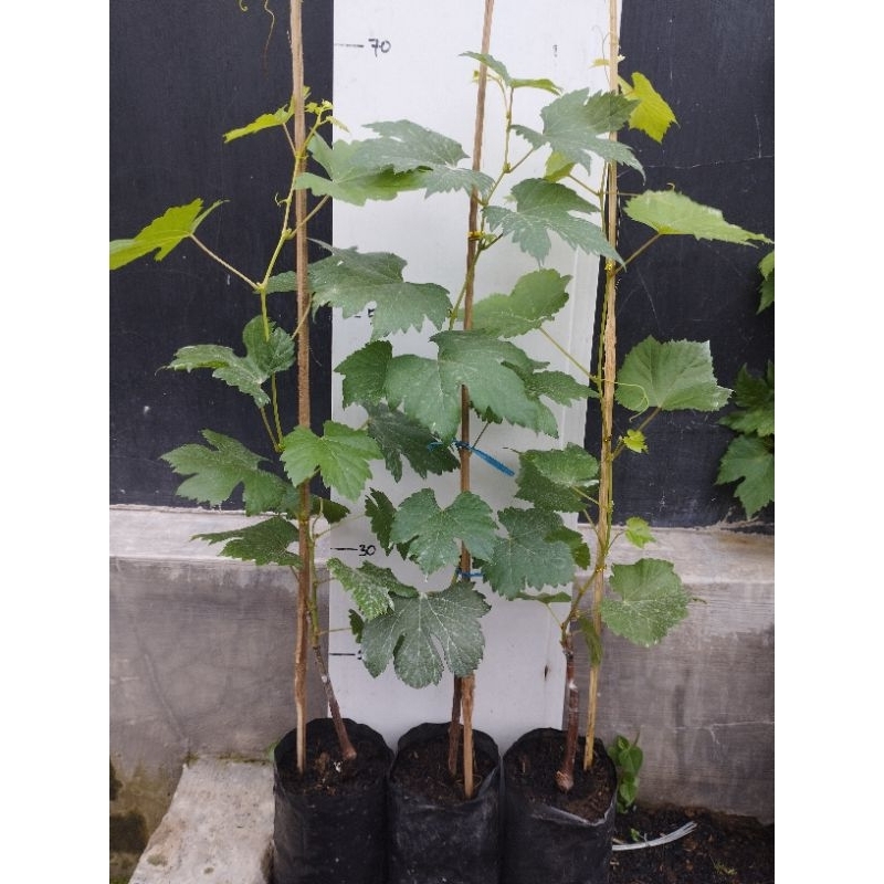 bibit anggur import valid