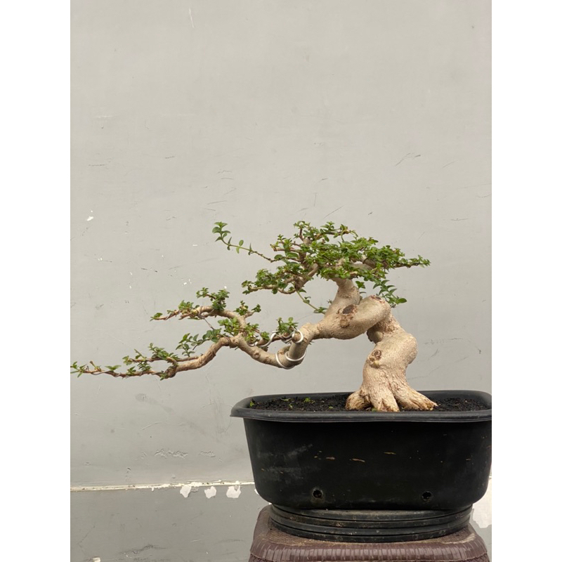 bonsai sancang siap kontes( sesuai foto)