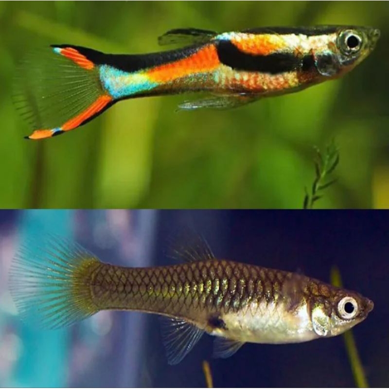 Black Bar Endler Guppy