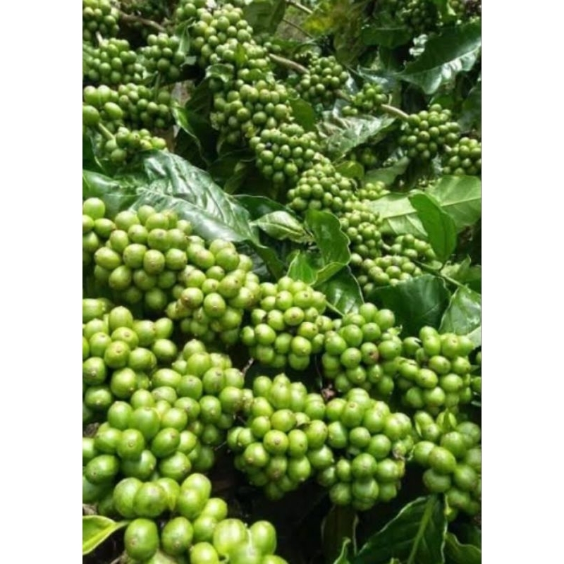 ENTRES KOPI TUGU TANJUNG