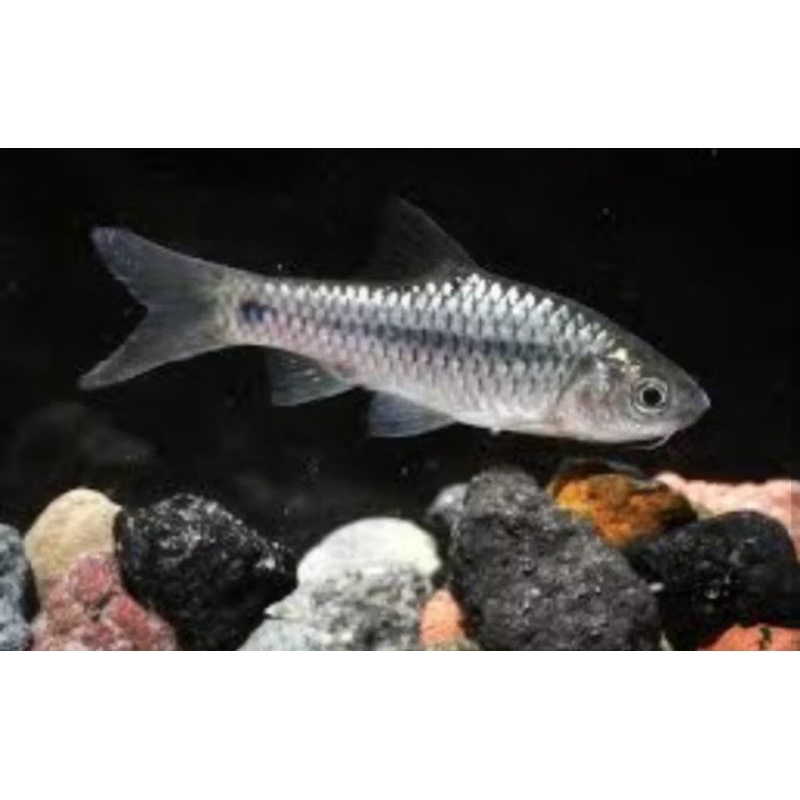 hiasan aquarium ikan wader 10pcs